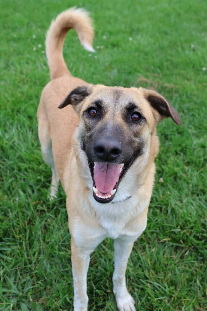 Enlarge Ruby Rose, a Adoptable mixed breed in Washington, DC image 1/6
