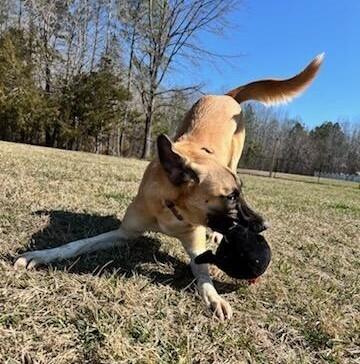 Enlarge Ruby Rose, a Adoptable mixed breed in Washington, DC image 2/6