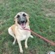 Enlarge Ruby Rose, a Adoptable mixed breed in Washington, DC image 3/6