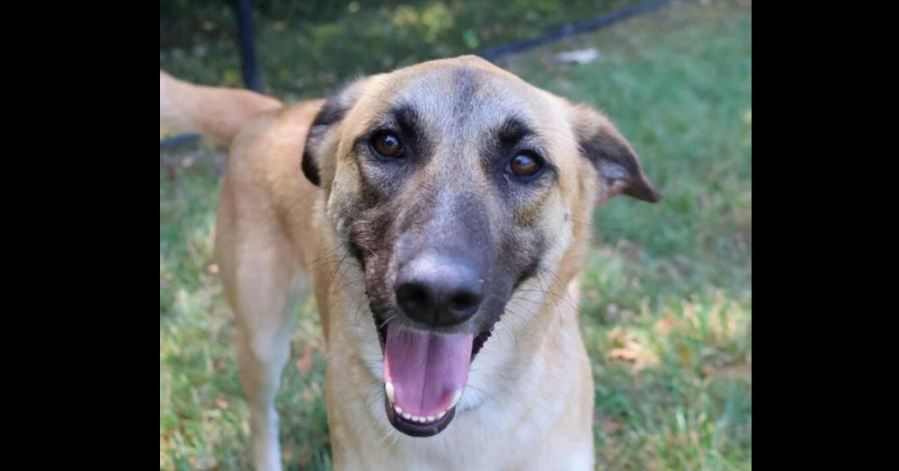 Enlarge Ruby Rose, a Adoptable mixed breed in Washington, DC image 4/6