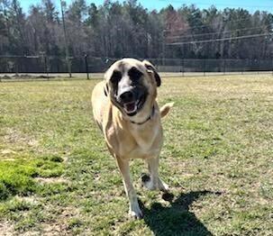 Enlarge Ruby Rose, a Adoptable mixed breed in Washington, DC image 5/6