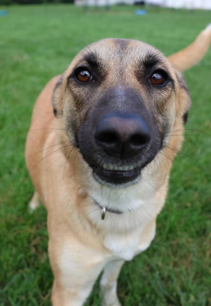 Enlarge Ruby Rose, a Adoptable mixed breed in Washington, DC image 6/6