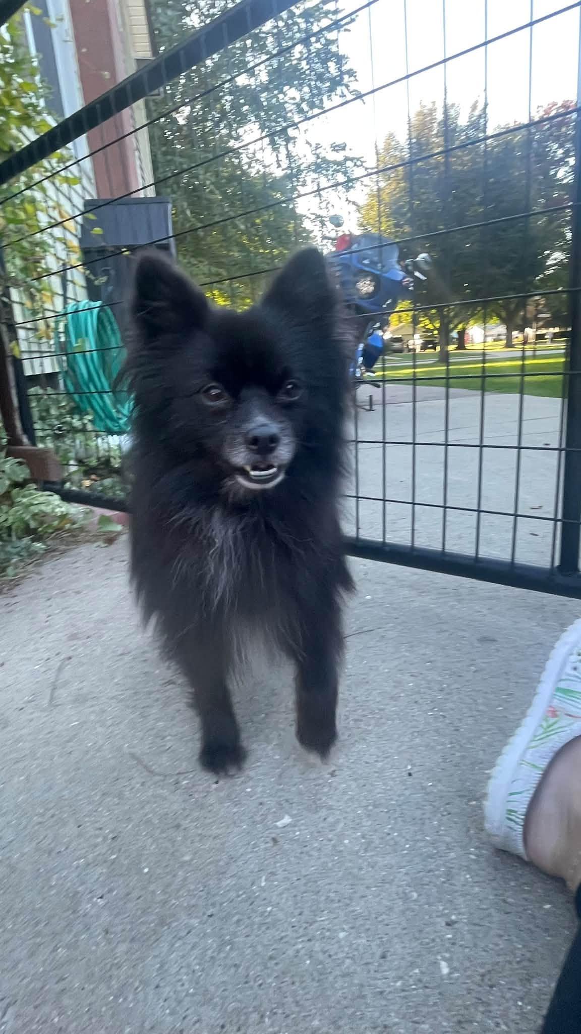 Enlarge Weston, a Adopted Pomeranian in Clinton, WI image 6/6