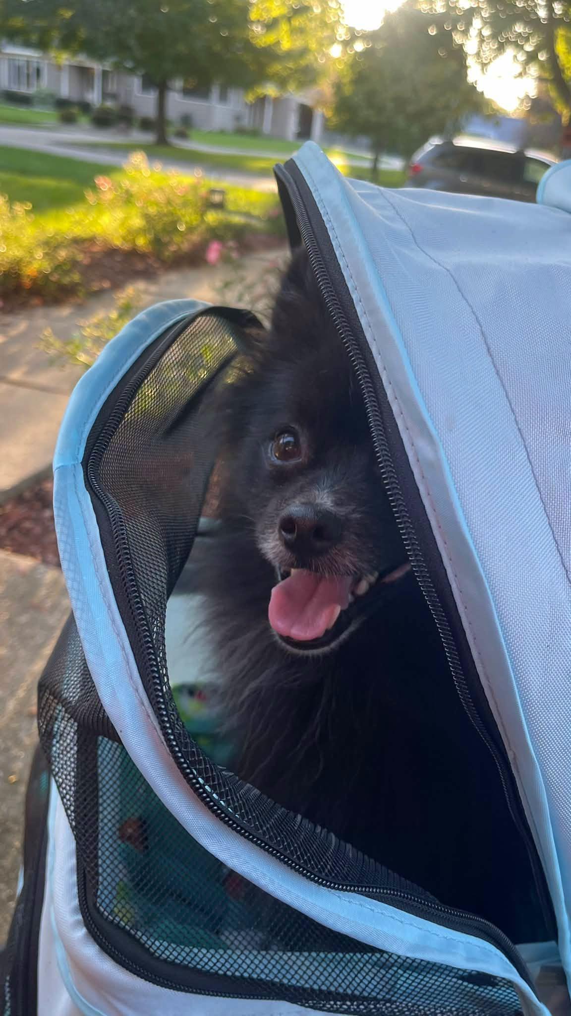 Enlarge Weston, a Adopted Pomeranian in Clinton, WI image 5/6