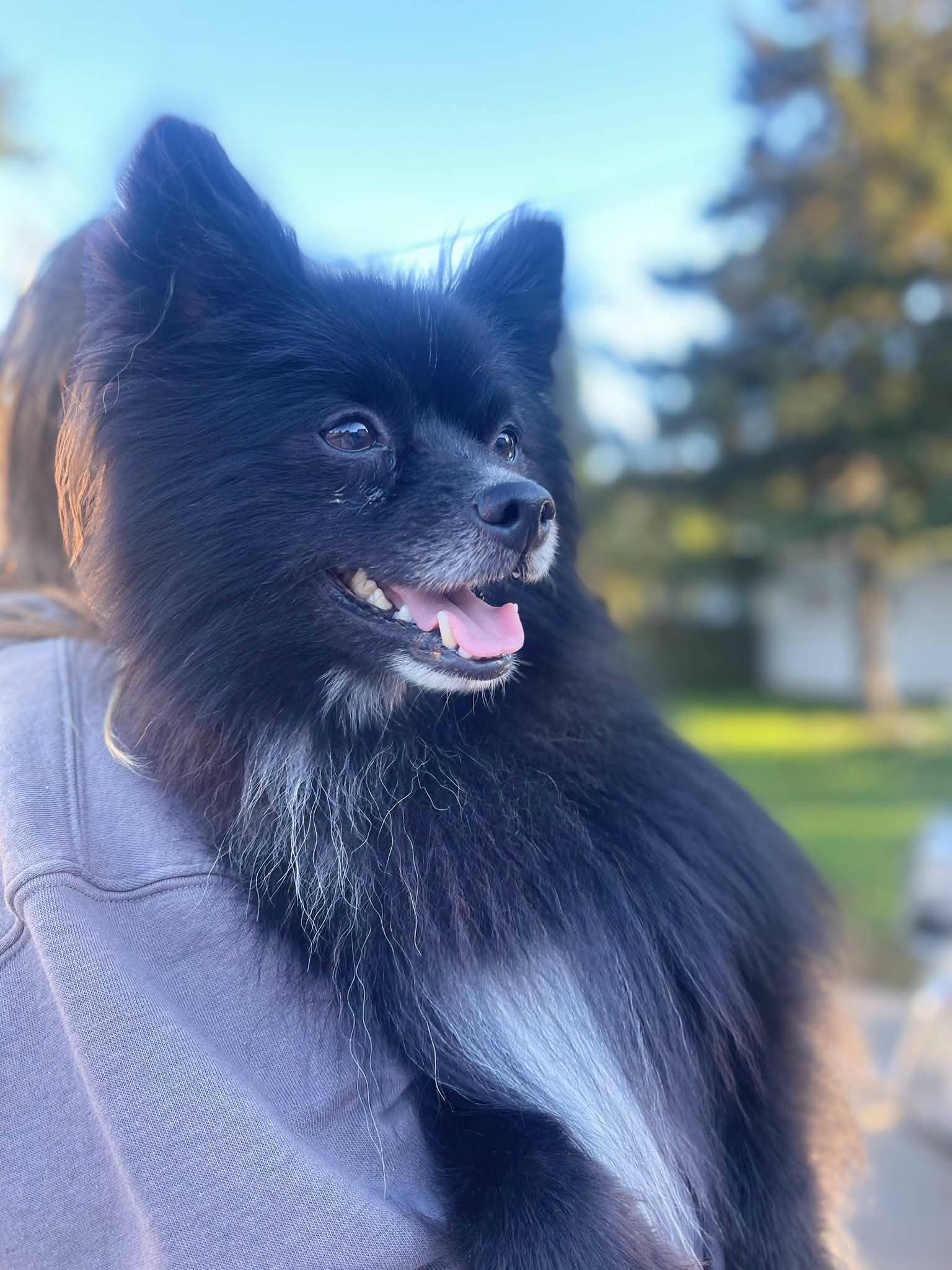 Enlarge Weston, a Adopted Pomeranian in Clinton, WI image 2/6