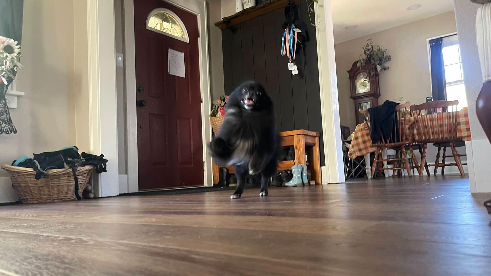 Enlarge Weston, a Adopted Pomeranian in Clinton, WI image 4/6