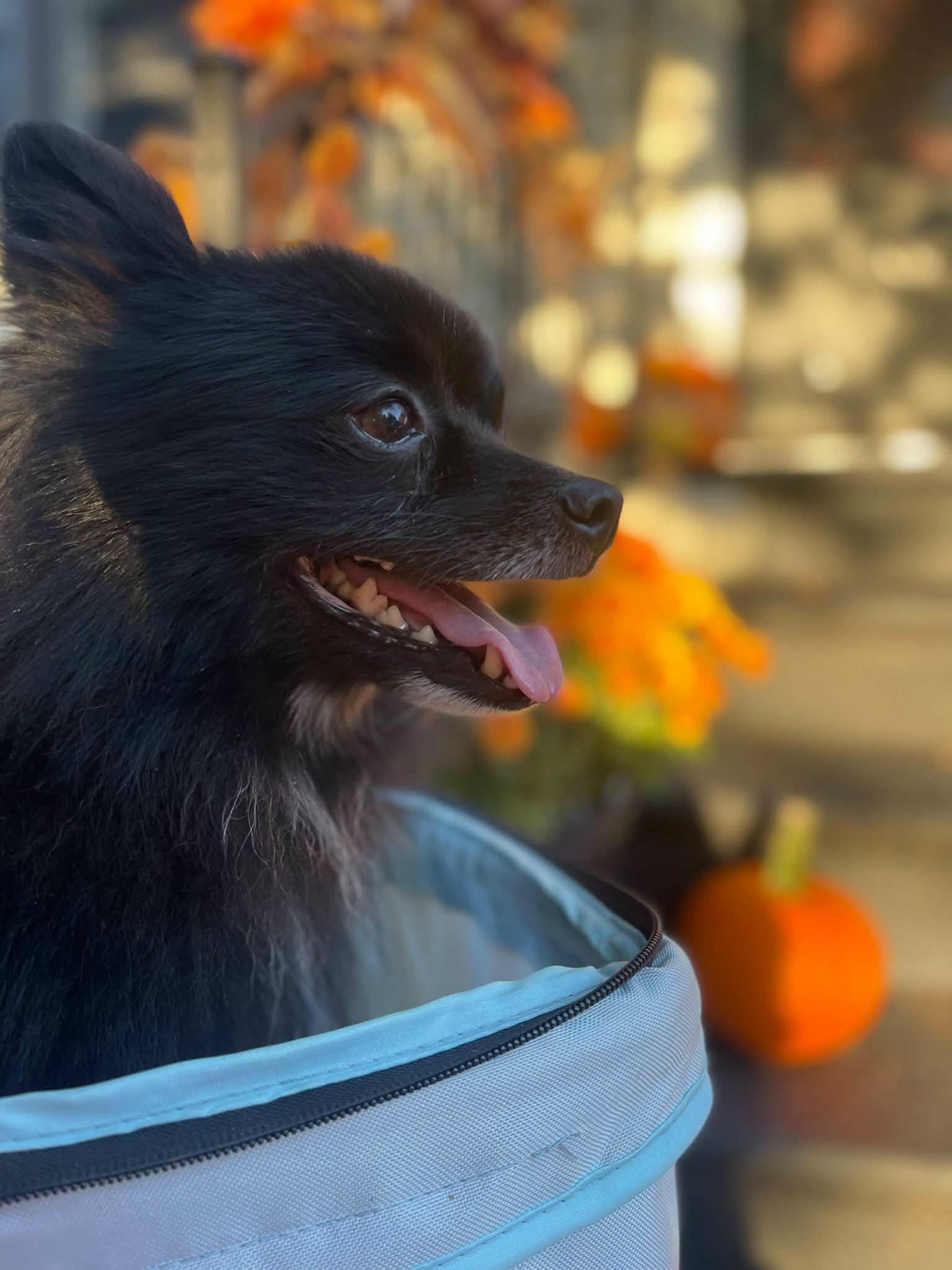 Enlarge Weston, a Adopted Pomeranian in Clinton, WI image 1/6