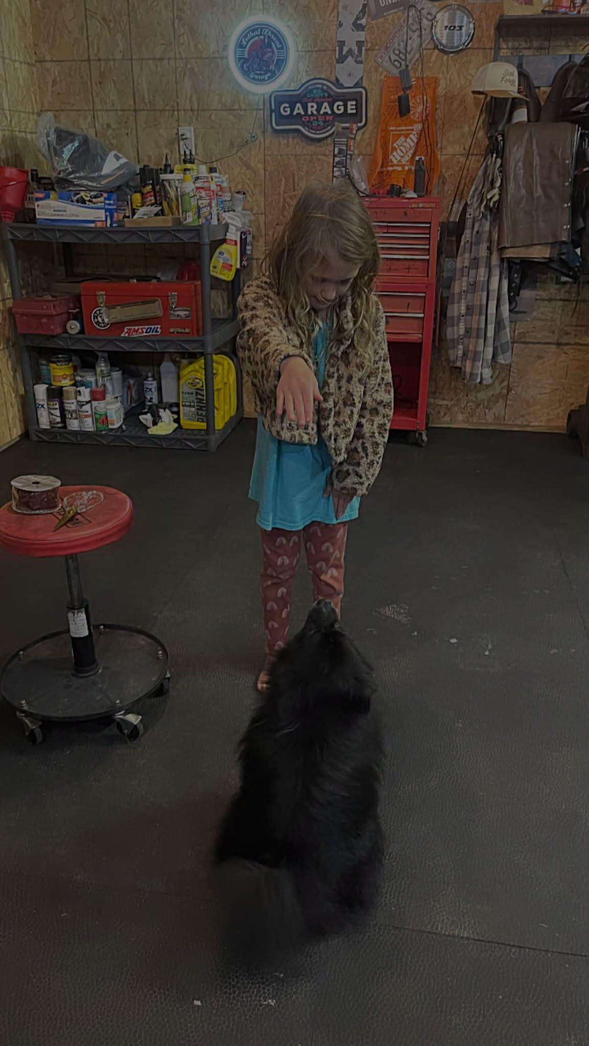 Enlarge Weston, a Adopted Pomeranian in Clinton, WI image 3/6