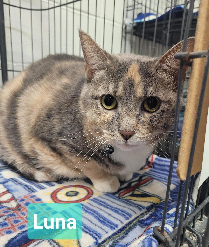 Luna, Adoptable, Adult Female Domestic Short Hair.