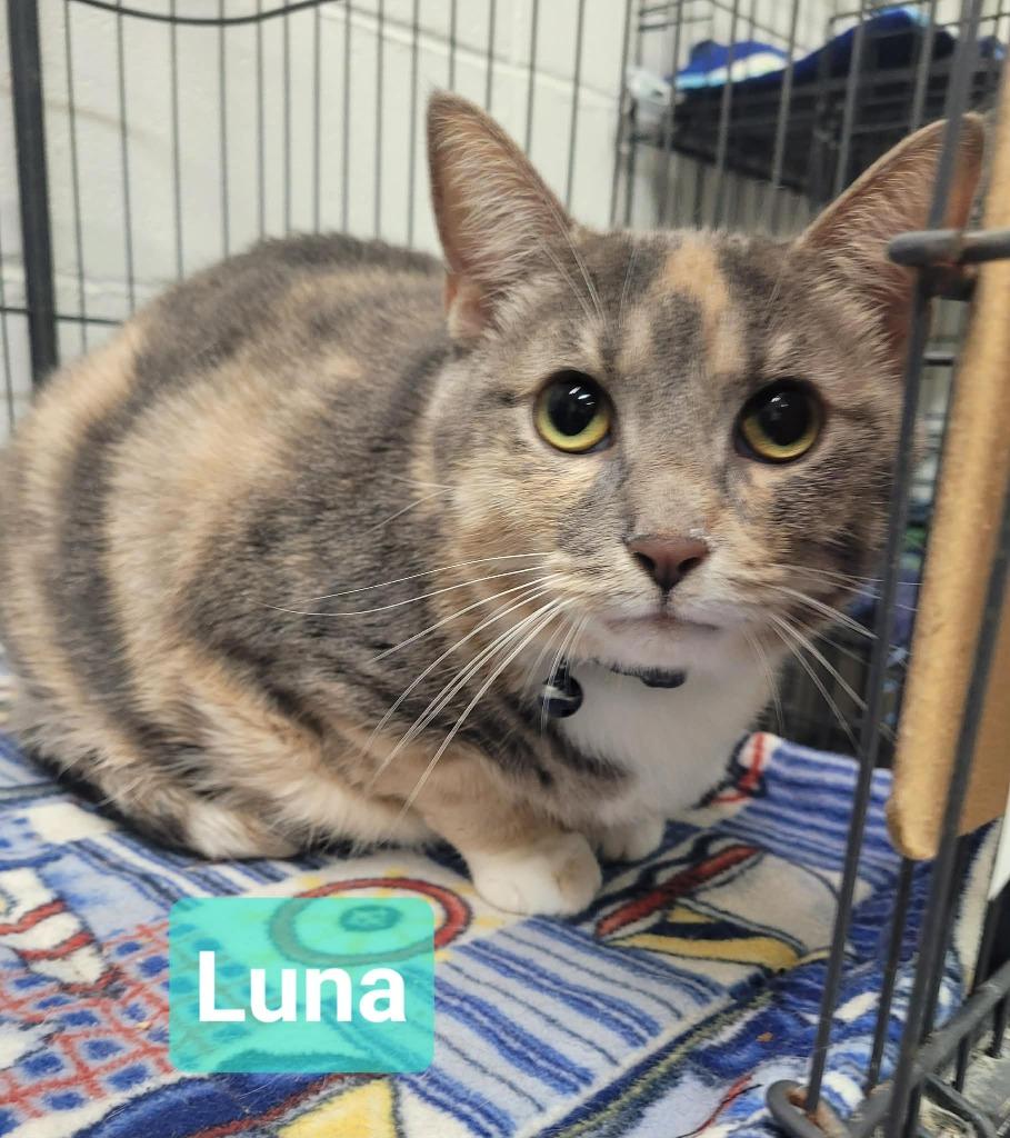 Enlarge Luna, a Adoptable mixed breed in Richmond, IN image 2/2