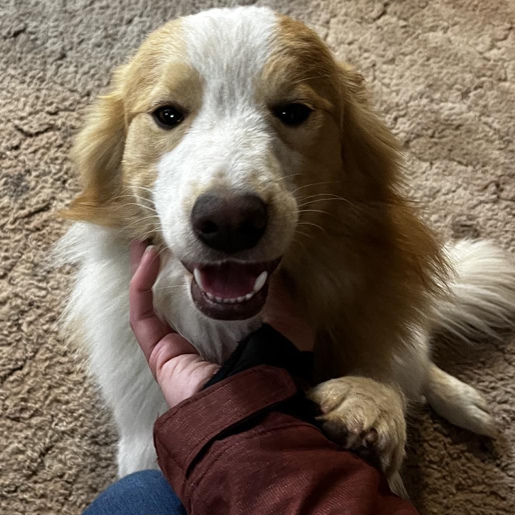 Flynn, Adoptable, Adult Male Australian Shepherd & Border Collie.