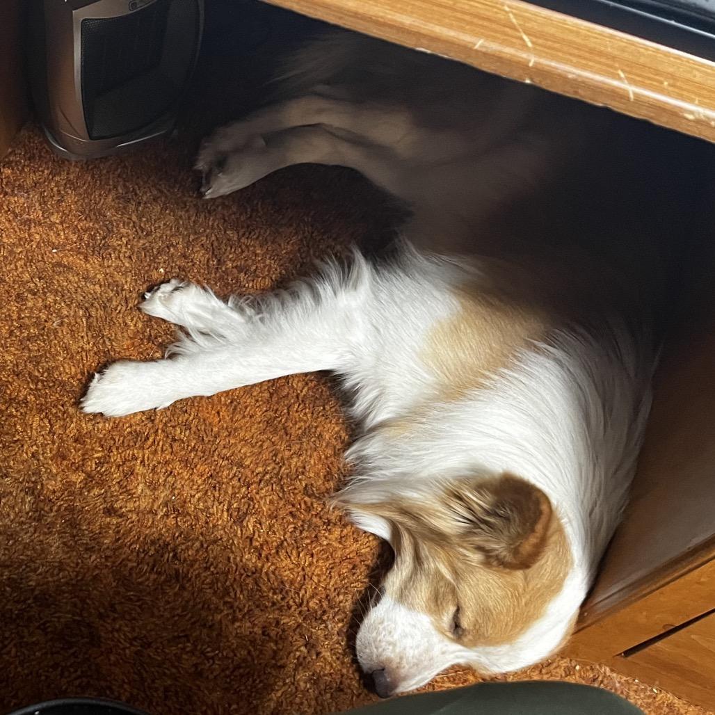 Enlarge Flynn, a Adoptable mixed breed in Cashmere, WA image 2/6