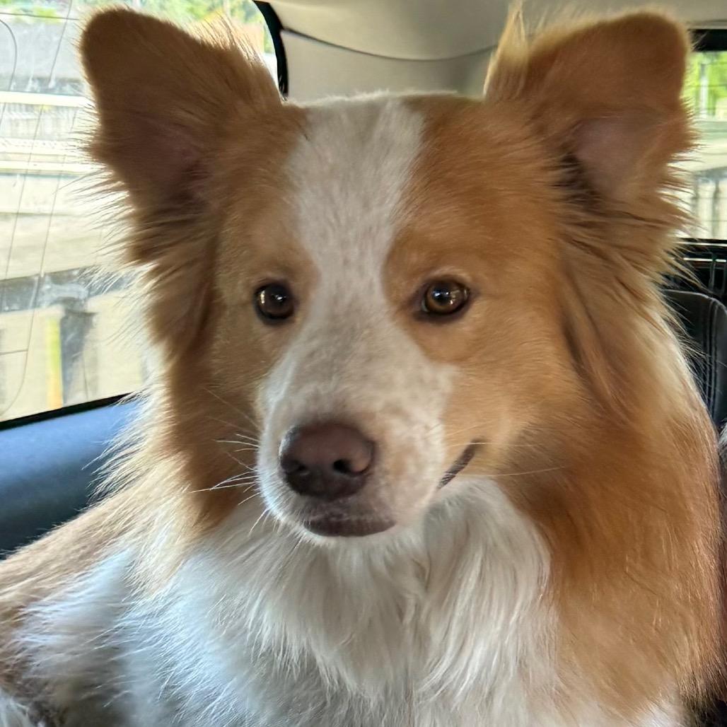 Enlarge Flynn, a Adoptable mixed breed in Cashmere, WA image 3/6