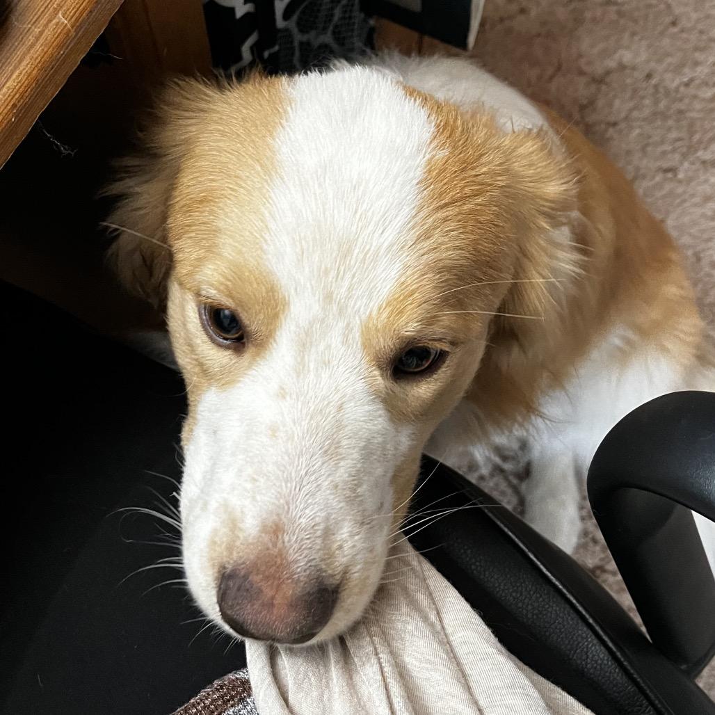 Enlarge Flynn, a Adoptable mixed breed in Cashmere, WA image 4/6