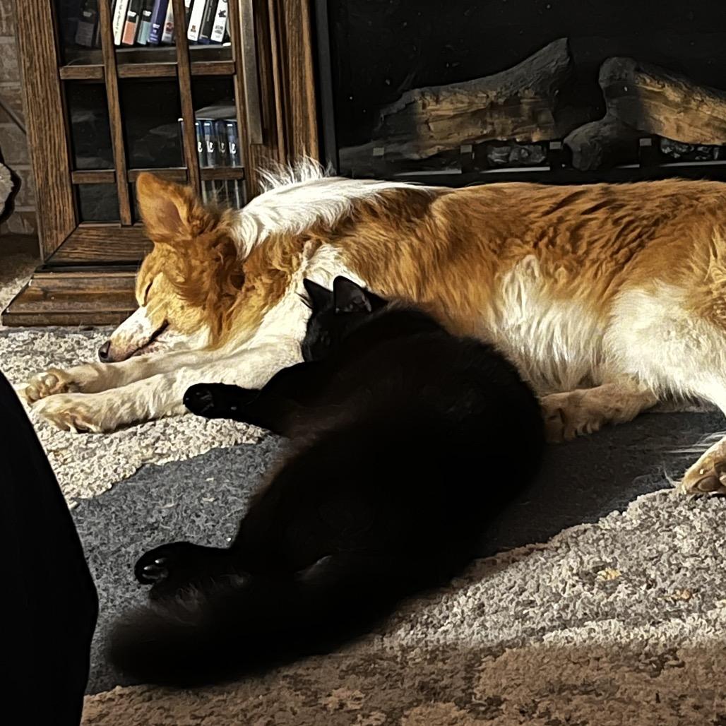 Enlarge Flynn, a Adoptable mixed breed in Cashmere, WA image 5/6