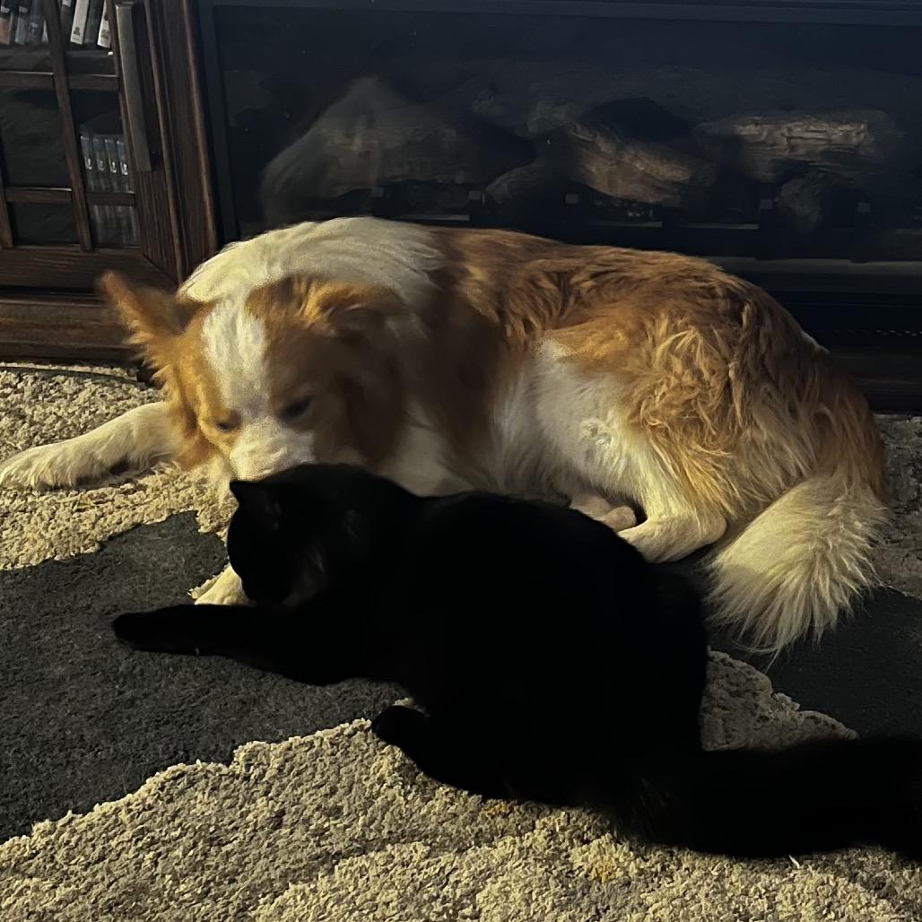 Enlarge Flynn, a Adoptable mixed breed in Cashmere, WA image 6/6