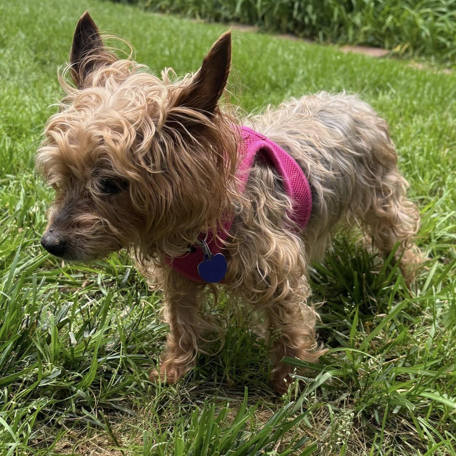 Lexie