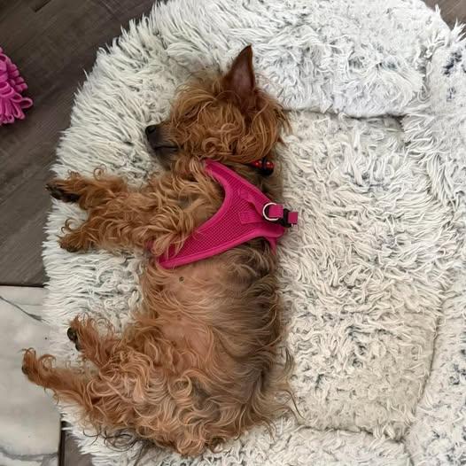 Lexie