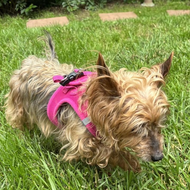Lexie