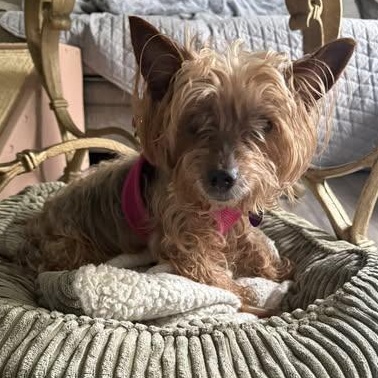 Lexie
