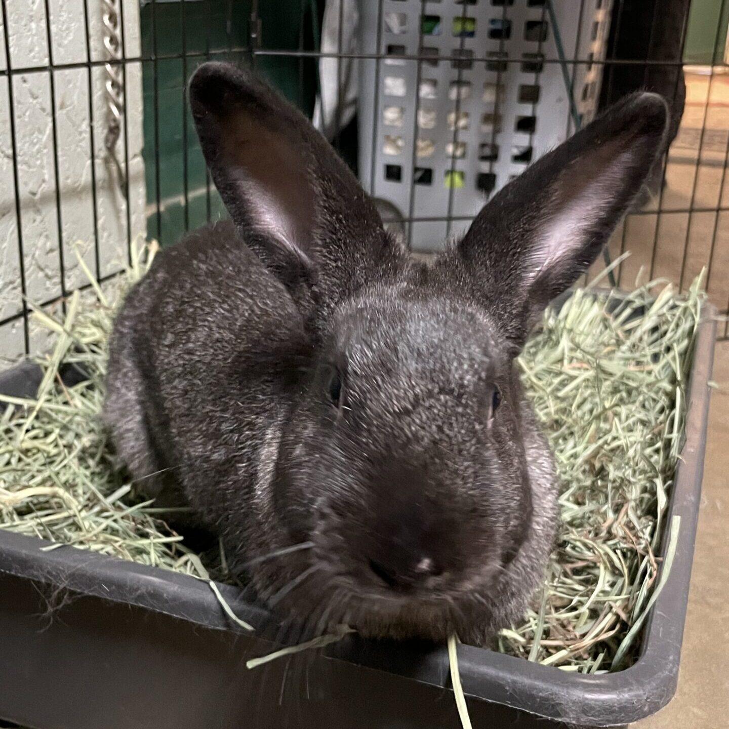 Enlarge Maria (PEN 6), an adopted Bunny Rabbit in LAS VEGAS, NV image 1/1