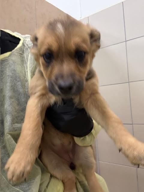 Cane, Adoptable, Young Female Cattle Dog.