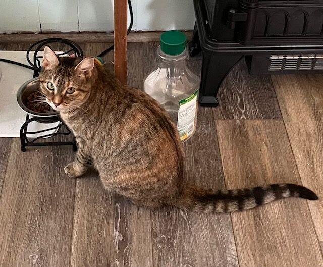 Enlarge Amber, a Adoptable Domestic Short Hair in Colmar, PA image 1/4