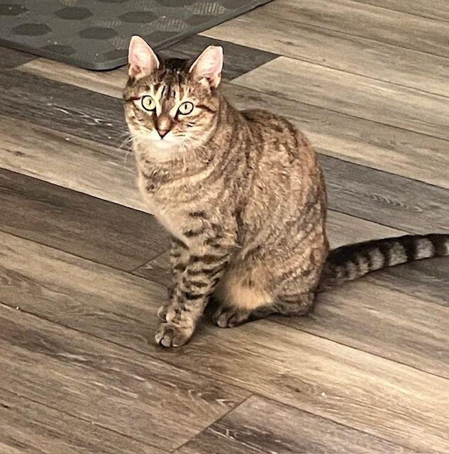 Enlarge Amber, a Adoptable Domestic Short Hair in Colmar, PA image 2/4