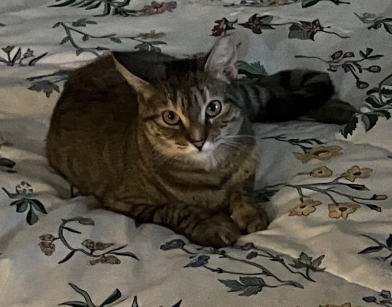 Enlarge Amber, a Adoptable Domestic Short Hair in Colmar, PA image 3/4