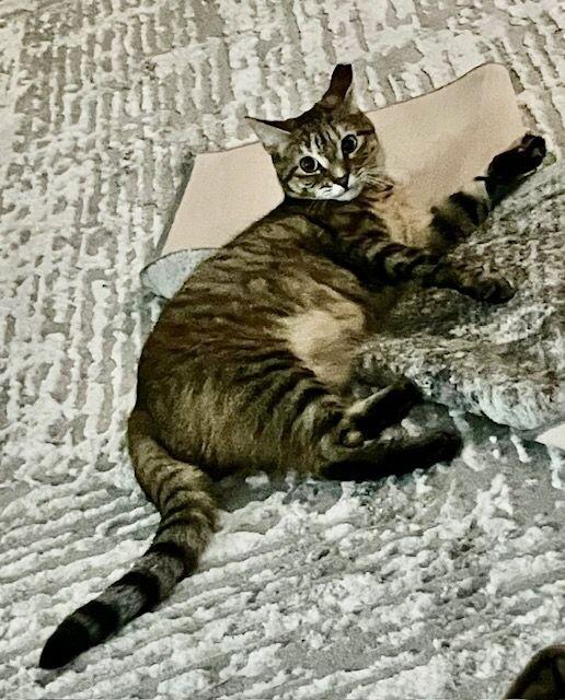 Amber — thumbnail 4