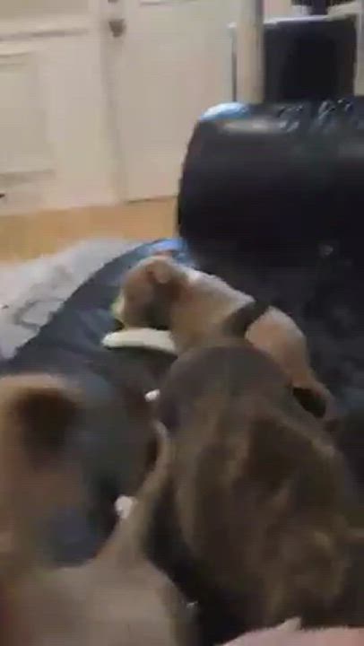 Enlarge Ash, a Adopted mixed breed in Denville, NJ video 1/4