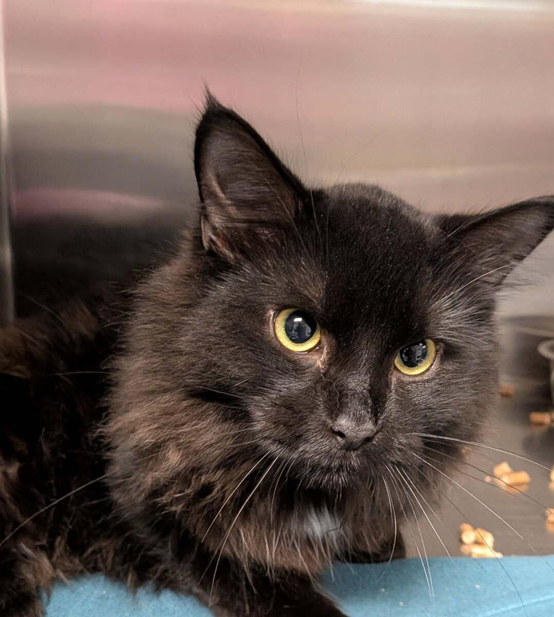 Felix, ADOPTABLE, Adult Male Domestic Long Hair.