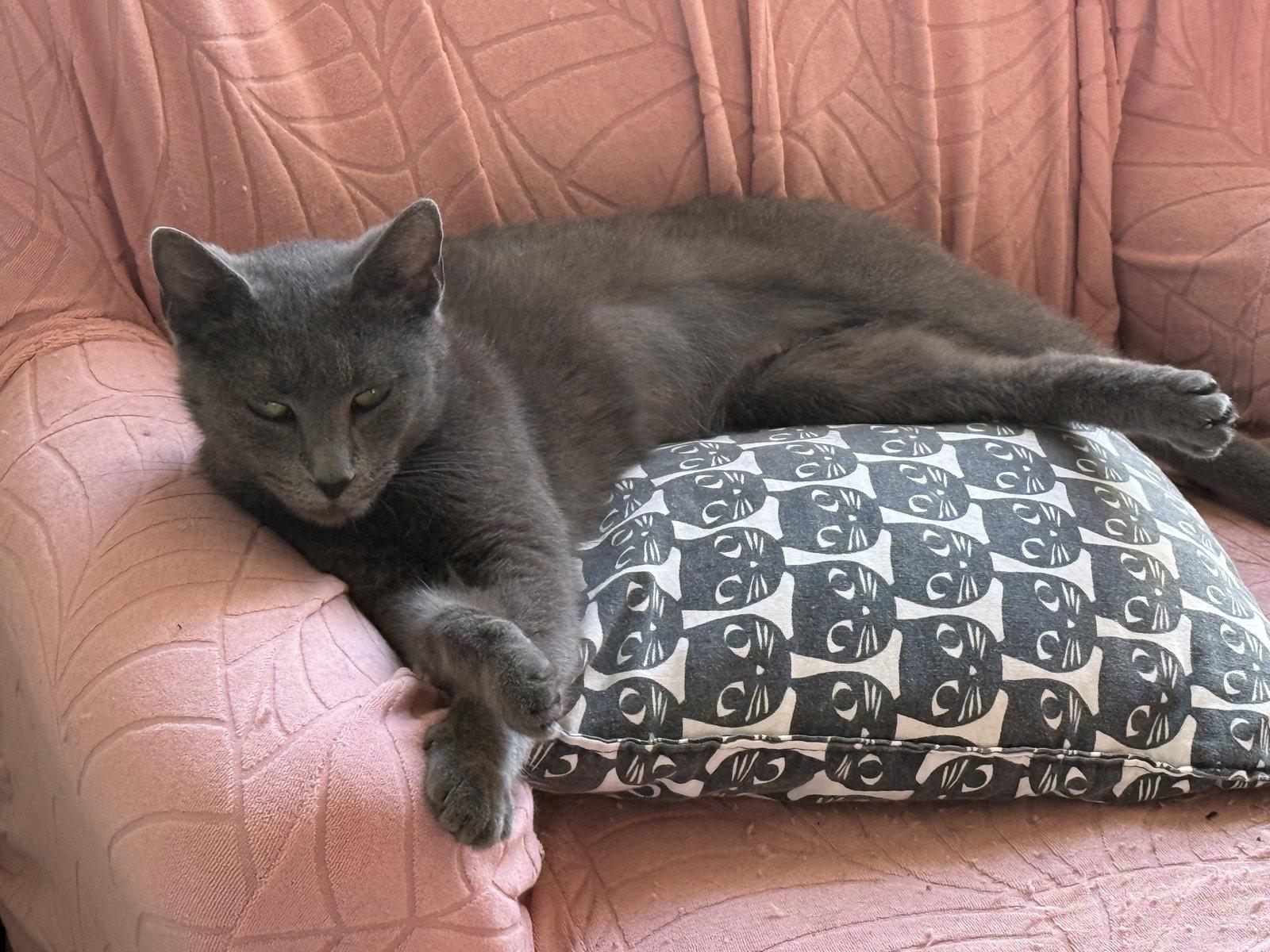 Poseidon, Adopted, Young Male Russian Blue.