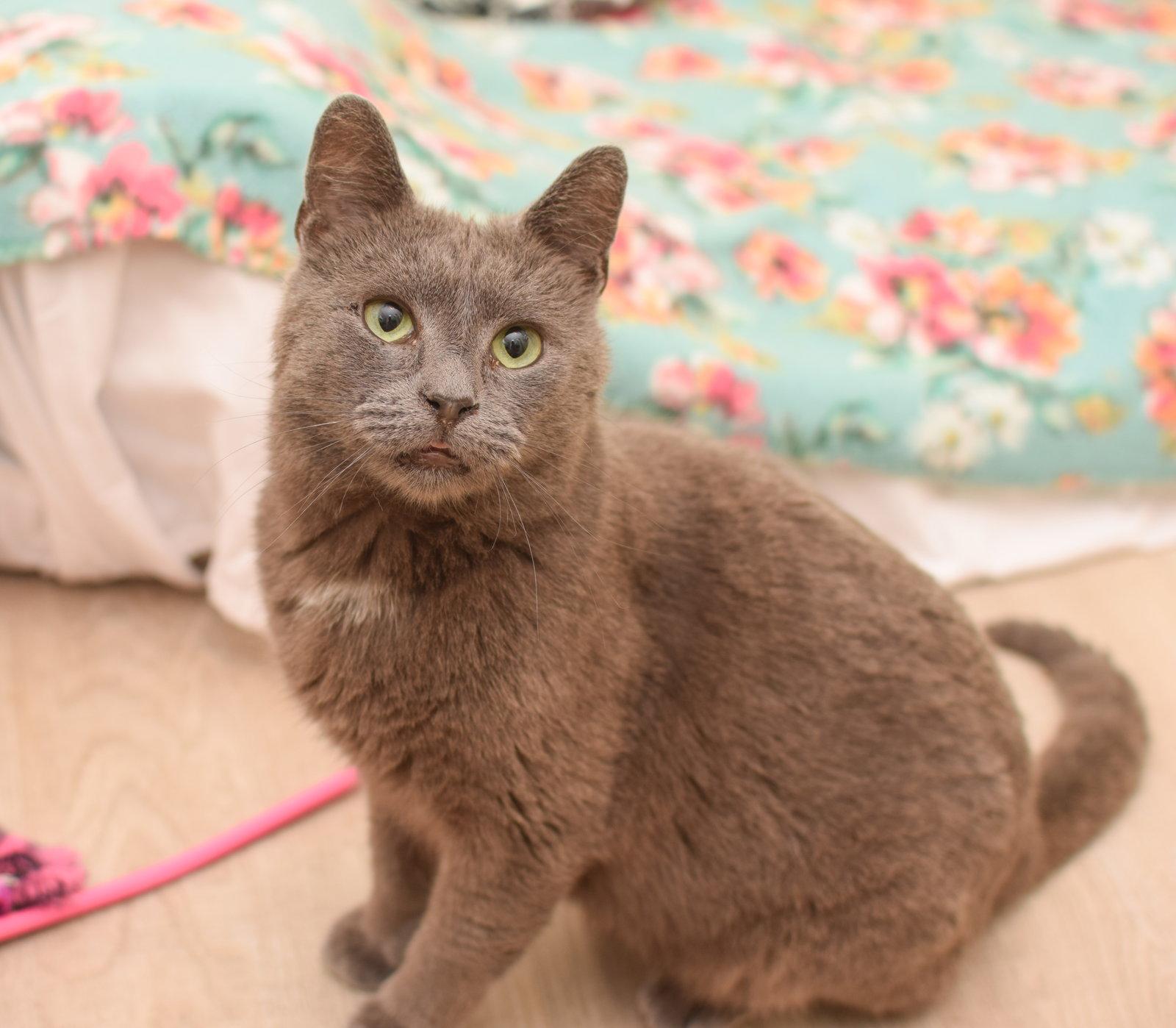 Enlarge Poseidon, a Adopted Russian Blue in Hockessin, DE image 2/2