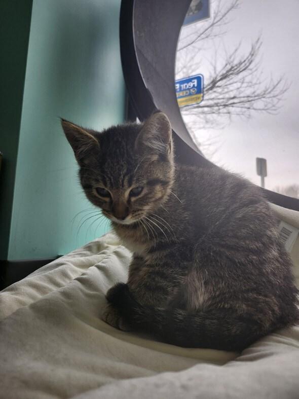 Enlarge Dagacci, a Adoptable Domestic Short Hair in Aurora, CO image 1/1