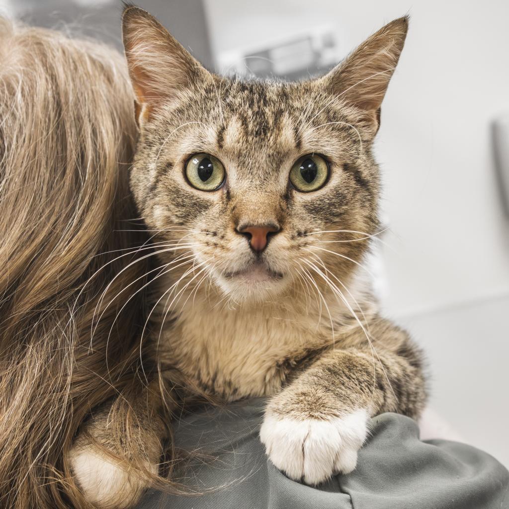 Enlarge Totino's Pizza Roll, a Adoptable Domestic Short Hair in Philadelphia, PA image 1/6