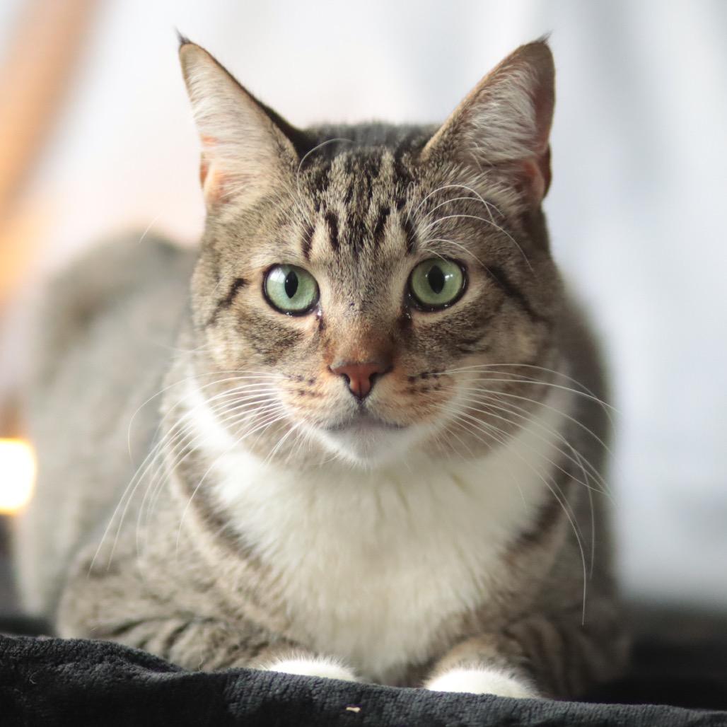 Enlarge Totino's Pizza Roll, a Adoptable Domestic Short Hair in Philadelphia, PA image 2/6