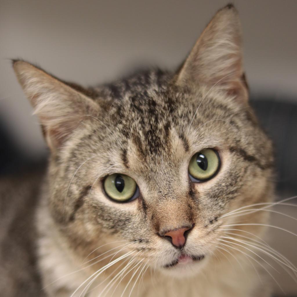 Enlarge Totino's Pizza Roll, a Adoptable Domestic Short Hair in Philadelphia, PA image 3/6