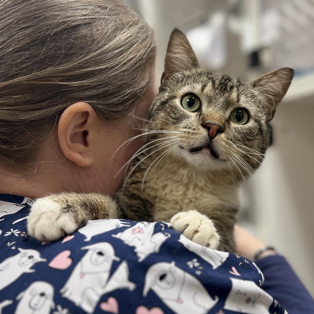 Enlarge Totino's Pizza Roll, a Adoptable Domestic Short Hair in Philadelphia, PA image 4/6