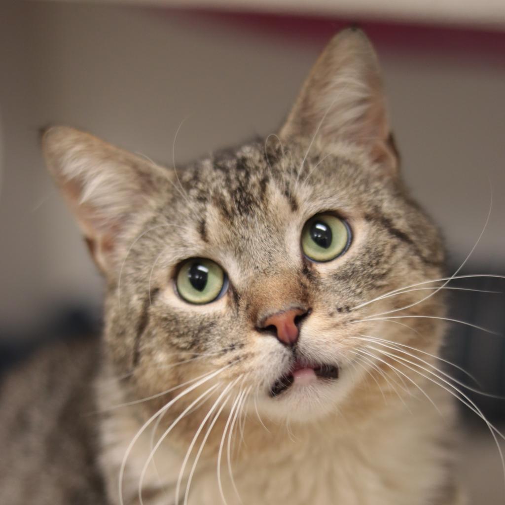 Enlarge Totino's Pizza Roll, a Adoptable Domestic Short Hair in Philadelphia, PA image 5/6