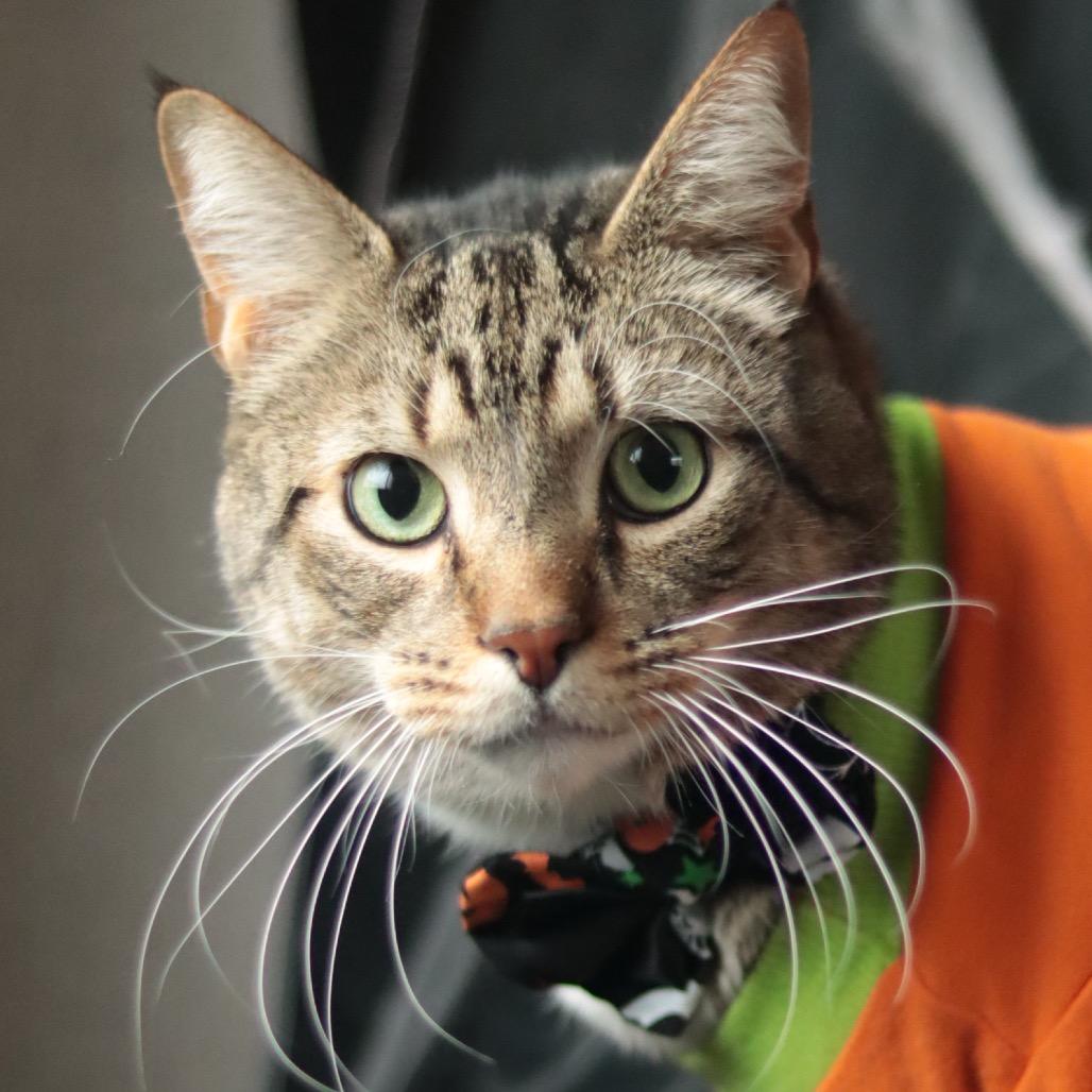 Enlarge Totino's Pizza Roll, a Adoptable Domestic Short Hair in Philadelphia, PA image 6/6