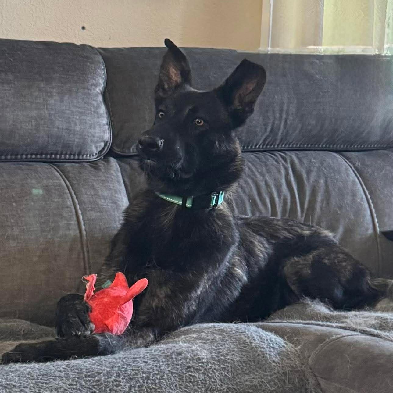 Ripley, Adoptable, Young Male Dutch Shepherd.