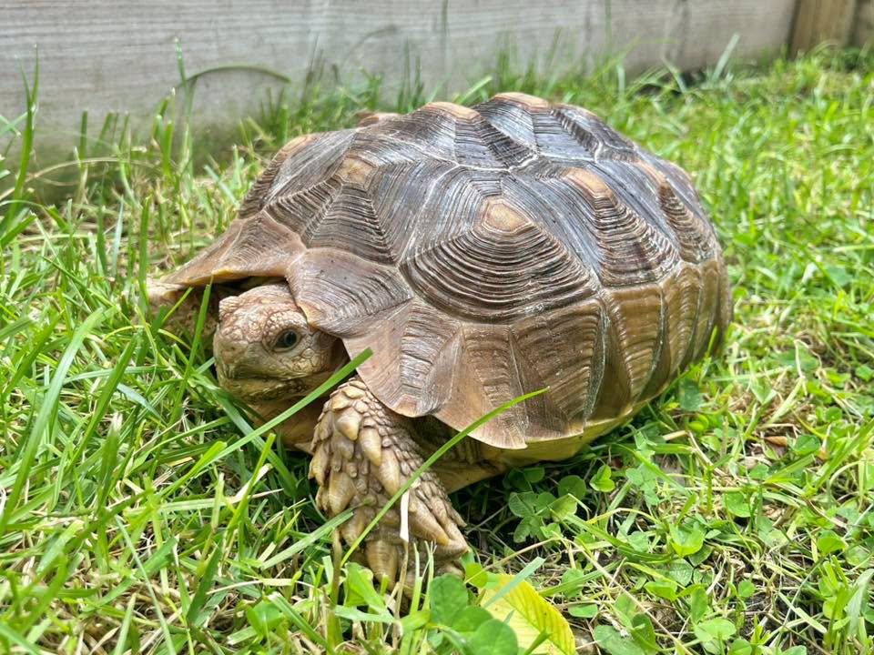 Knuckles, ADOPTABLE, Baby Female Sulcata.
