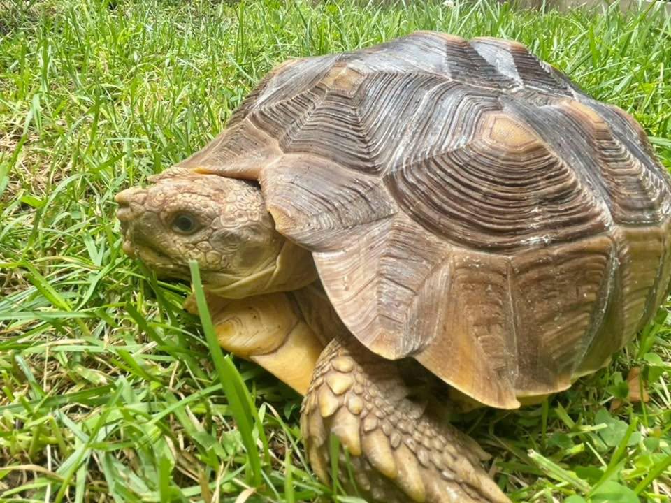 Enlarge Knuckles, a ADOPTABLE Sulcata in Palmerton, PA image 3/4