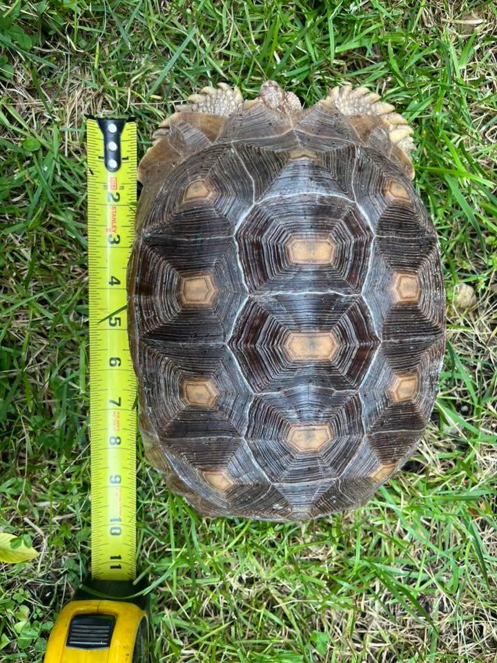 Enlarge Knuckles, a ADOPTABLE Sulcata in Palmerton, PA image 4/4