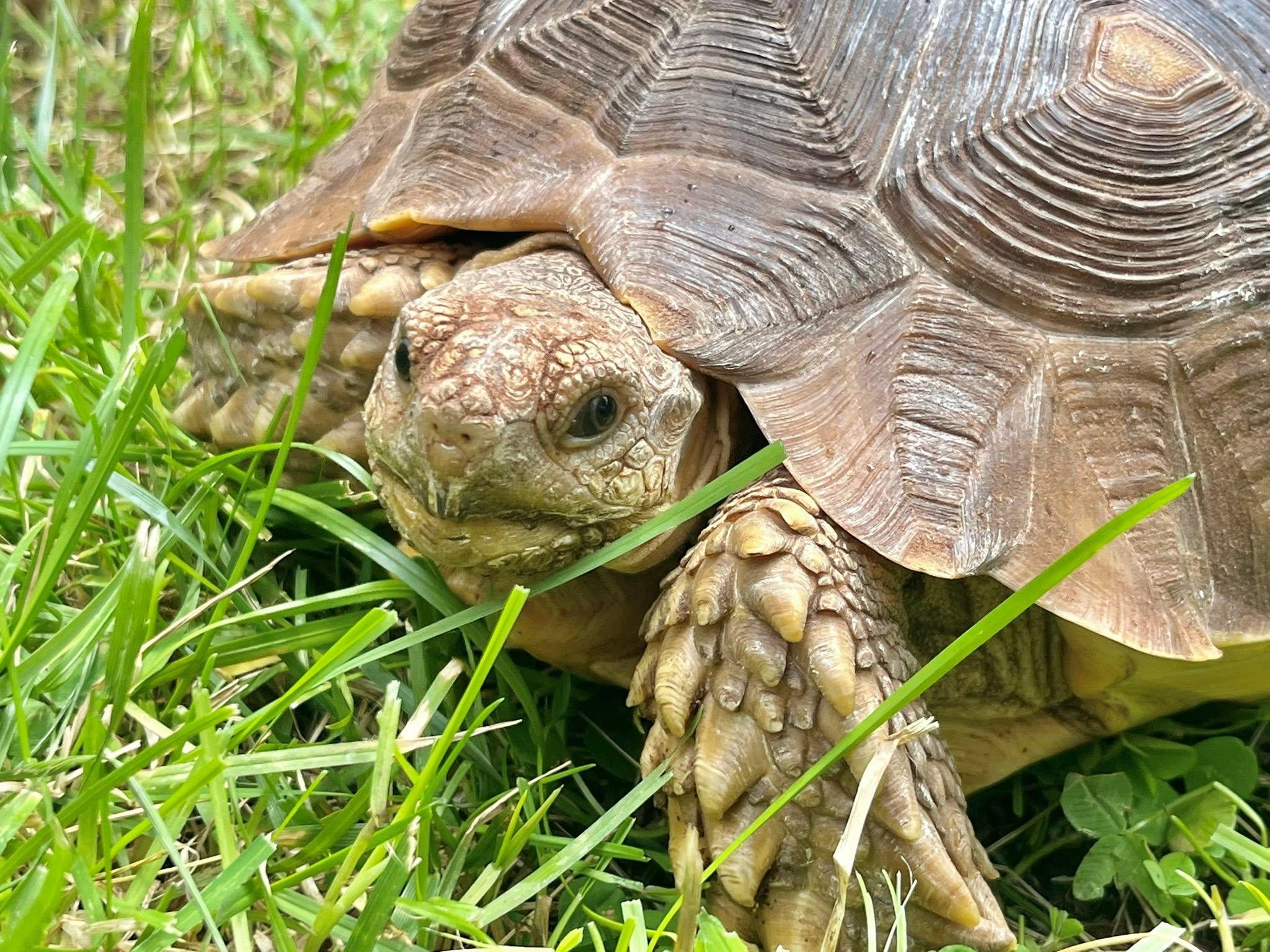 Enlarge Knuckles, a ADOPTABLE Sulcata in Palmerton, PA image 2/4