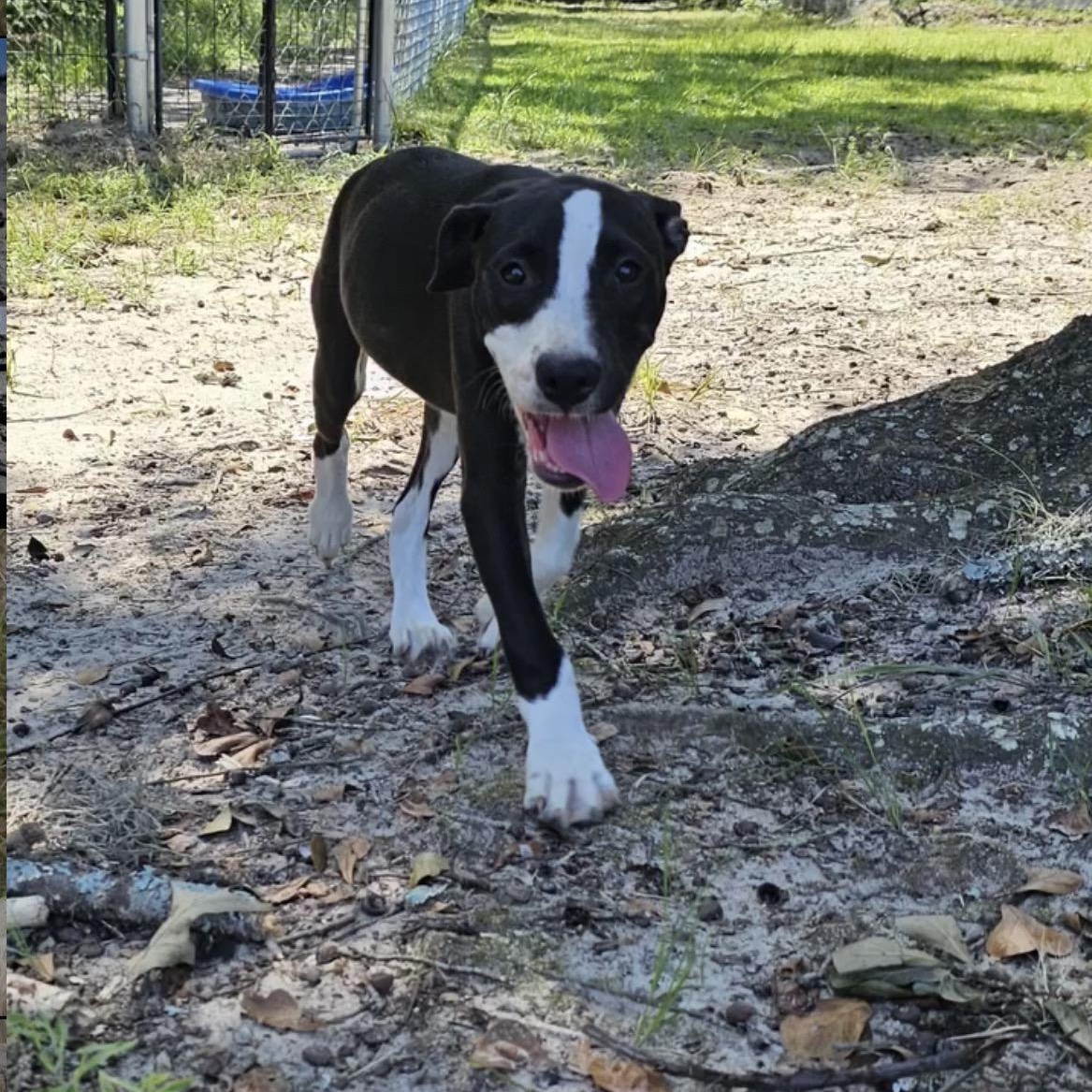 Enlarge Cooper, a Adoptable mixed breed in Orangeburg, SC image 4/4