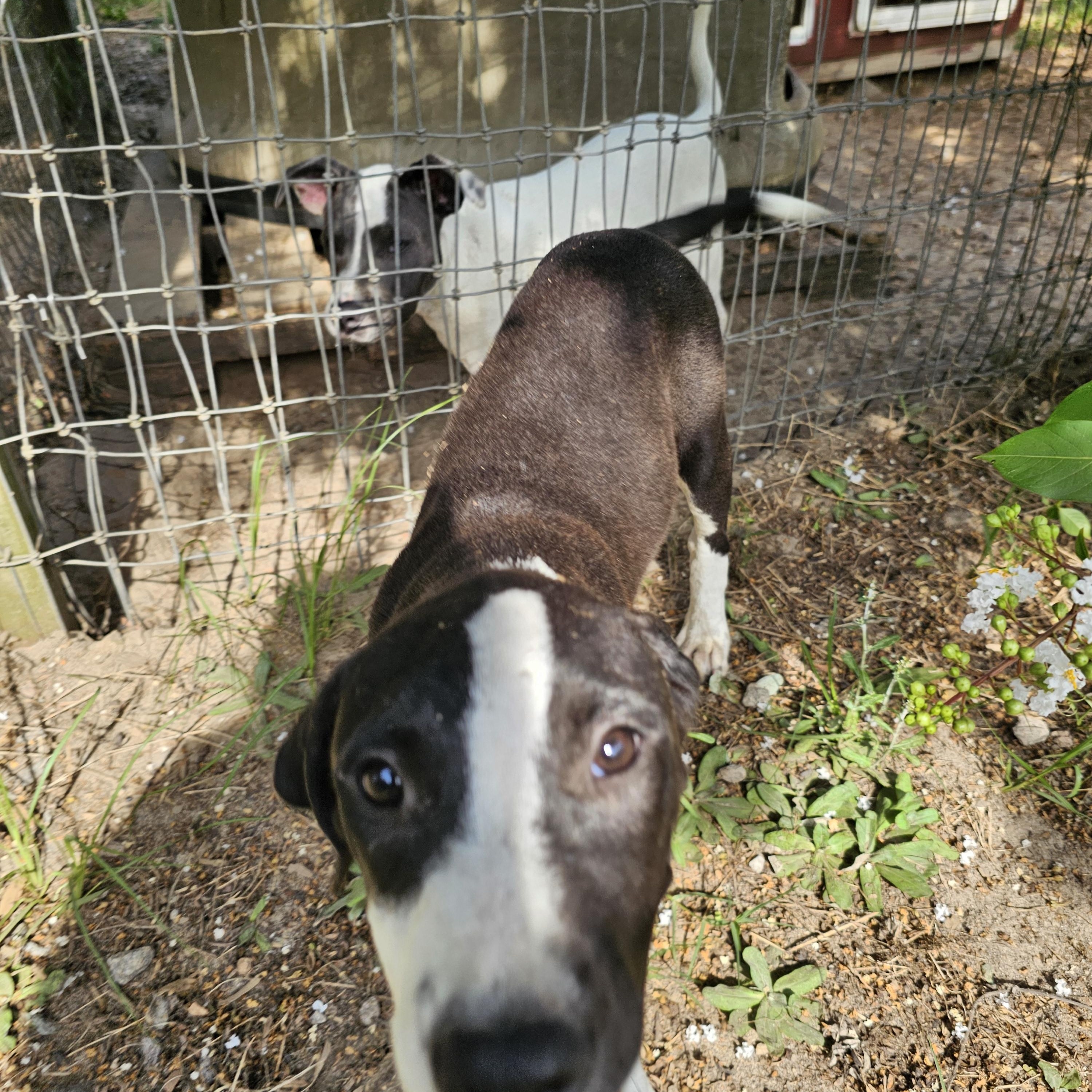 Cooper, a Adoptable mixed breed in Orangeburg, SC image 3/3