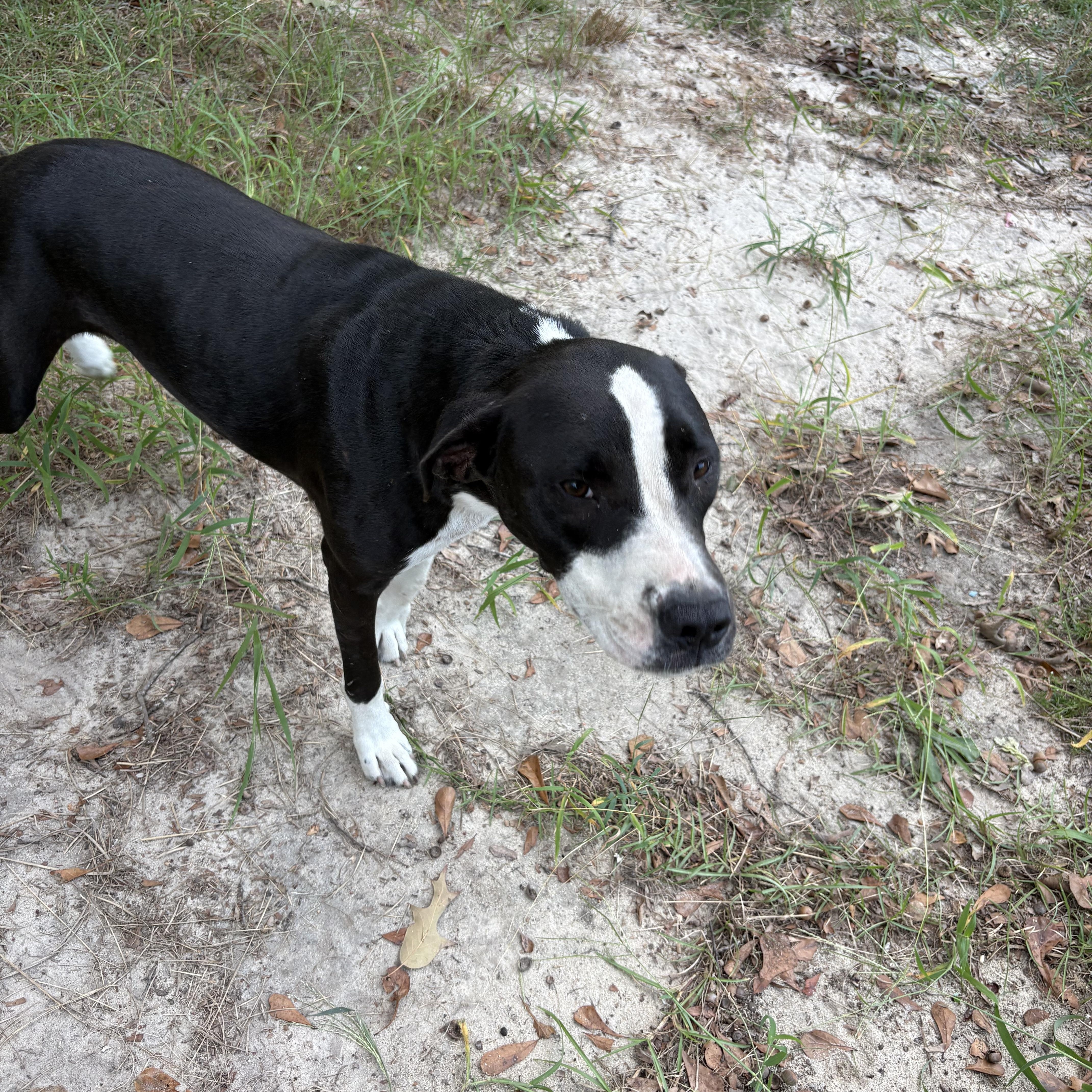 Enlarge Cooper, a Adoptable mixed breed in Orangeburg, SC image 5/5
