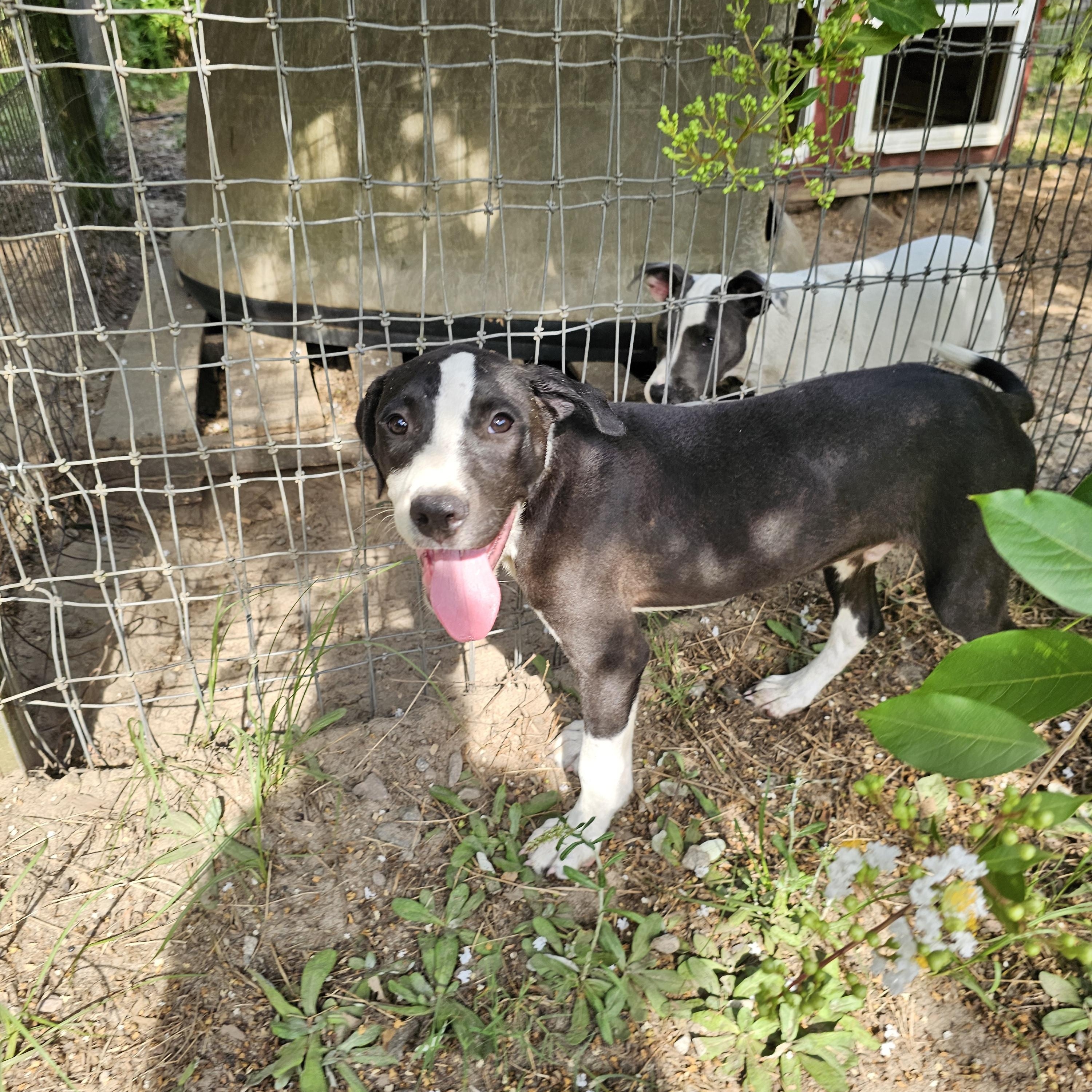 Cooper, a Adoptable mixed breed in Orangeburg, SC image 2/3